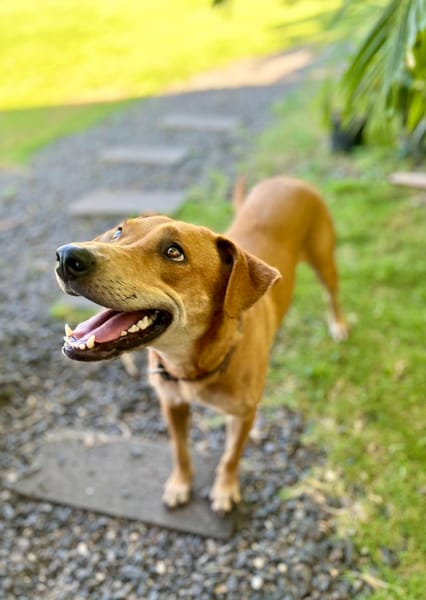 Bonny, femelle X berger, née le 28/11/2024