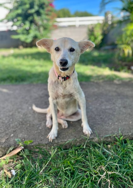 Belcha, femelle X créole née le 01/03/2013