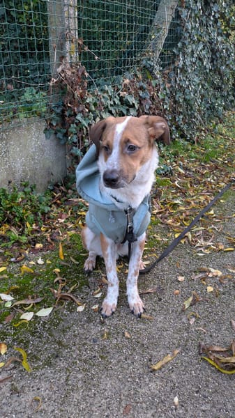 Amore, mâle X berger né le 03/05/2025