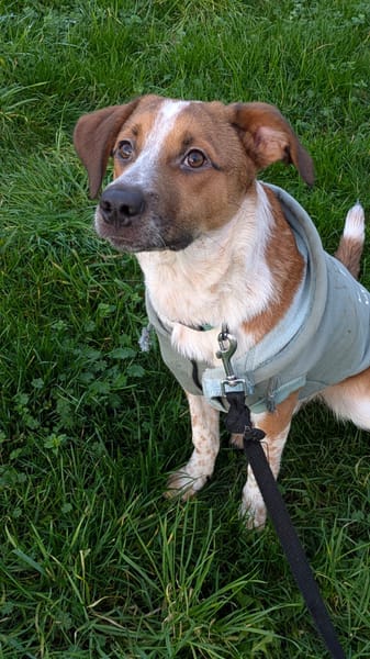 Amore, mâle X berger né le 03/05/2025