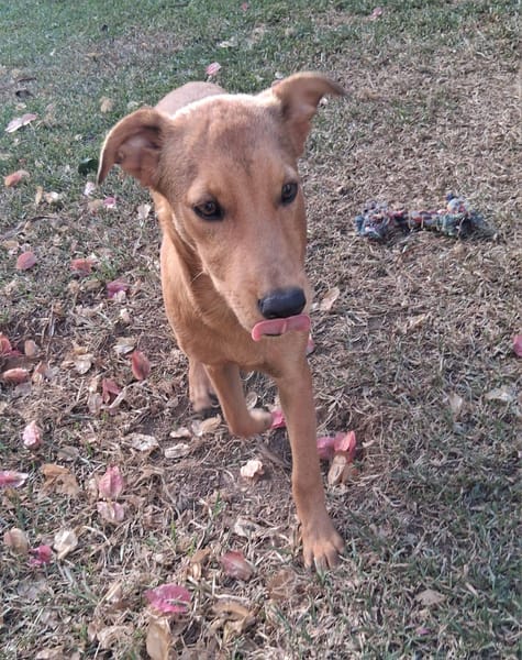 Ynook, mâle X croisé berger né le 06/09/2025