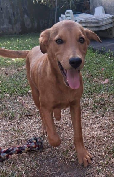 Ynook, mâle X croisé berger né le 06/09/2025