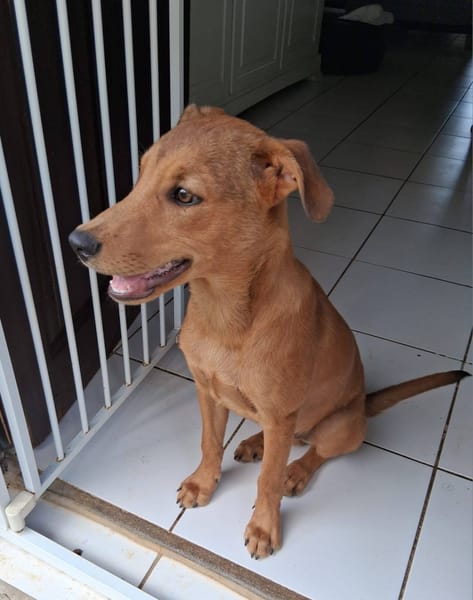 Ynook, mâle X croisé berger né le 06/09/2025