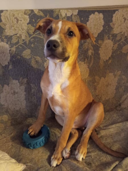 Spooky, mâle croisé berger, né le 15/06/2025🐶