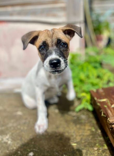 Sienna, femelle berger, née le 27/10/2025 🤍