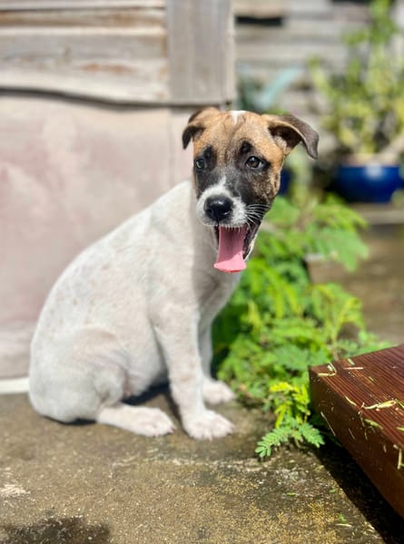 Sienna, femelle berger, née le 27/10/2025 🤍