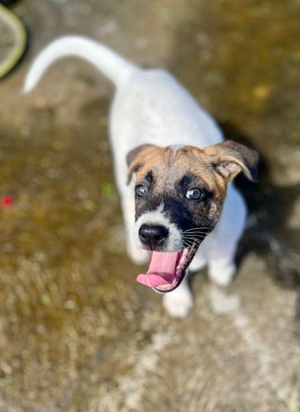 Sienna, femelle berger, née le 27/10/2025 🤍