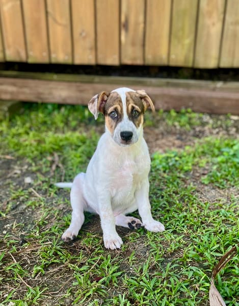 Roach, mâle X berger, né le 01/11/2025 🤍