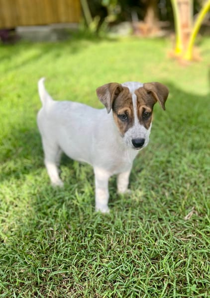 Roach, mâle X berger, né le 01/11/2025 🤍