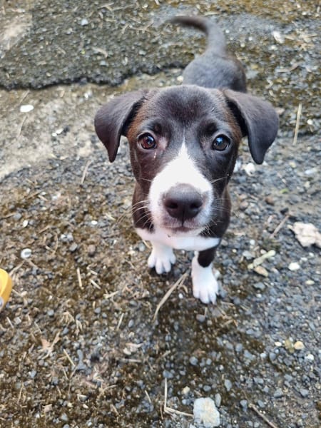 Malak, femelle croisée berger, née le 06/11/2025 🤍