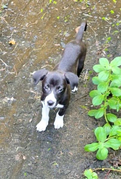 Malak, femelle croisée berger, née le 06/11/2025 🤍