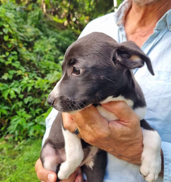 Malak, femelle croisée berger, née le 06/11/2025 🤍