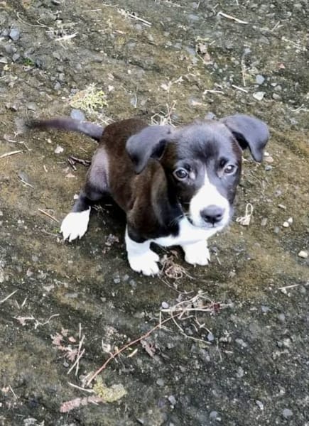 Malak, femelle croisée berger, née le 06/11/2025 🤍