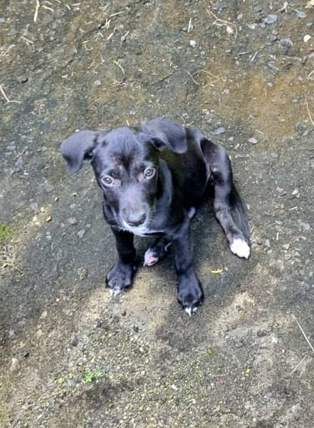 Isis, femelle croisée berger, née le 06/11/2025 🤍