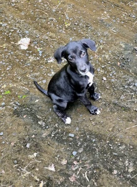 Isis, femelle croisée berger, née le 06/11/2025 🤍