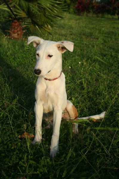 Hikari, femelle X croisé berger , née le 25/07/2025 🐶