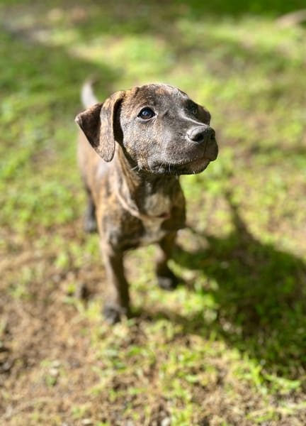 Filou, Mâle X croisé, né le 21/09/2025