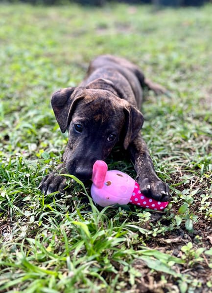 Filou, Mâle X croisé, né le 21/09/2025