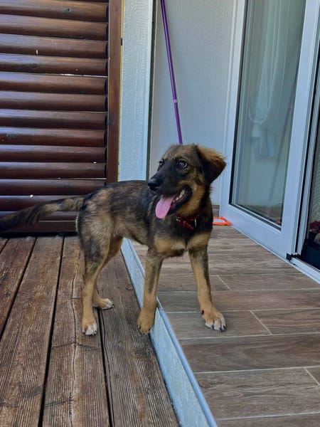 Azzura, femelle X berger née le 04/09/2025