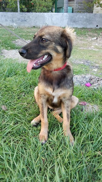 Azzura, femelle X berger née le 04/09/2025