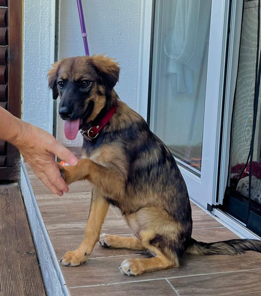 Azzura, femelle X berger née le 04/09/2025