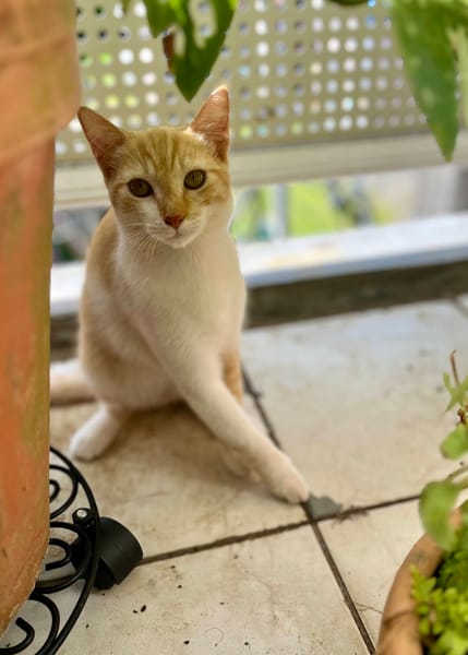 🐾 Bennington, femelle X européen née le 05/09/2025 🐱