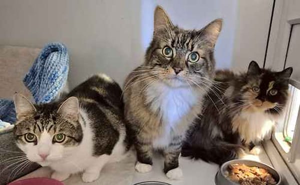 Bubby, Tigerr & Zebby