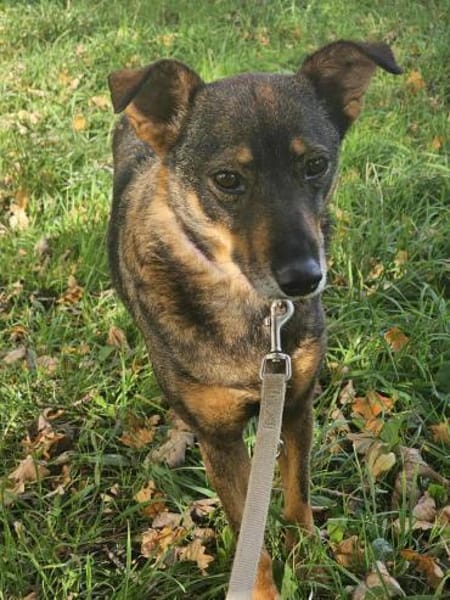 YOJO * feinfühlige Hündin