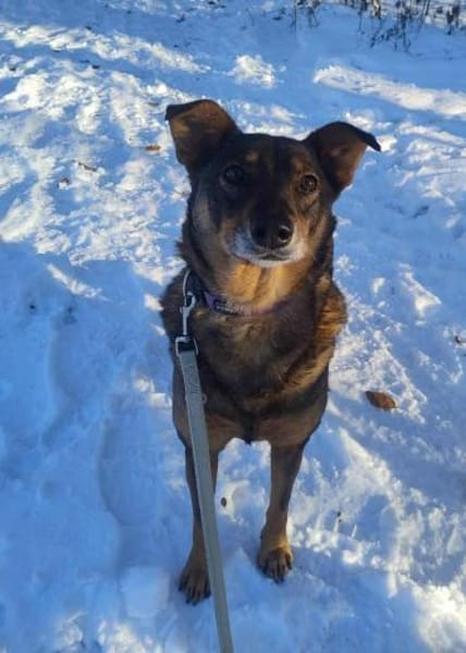 YOJO * feinfühlige Hündin