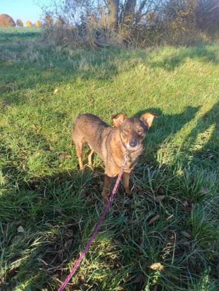 YOJO * feinfühlige Hündin