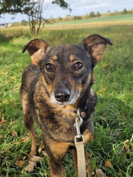 YOJO * feinfühlige Hündin