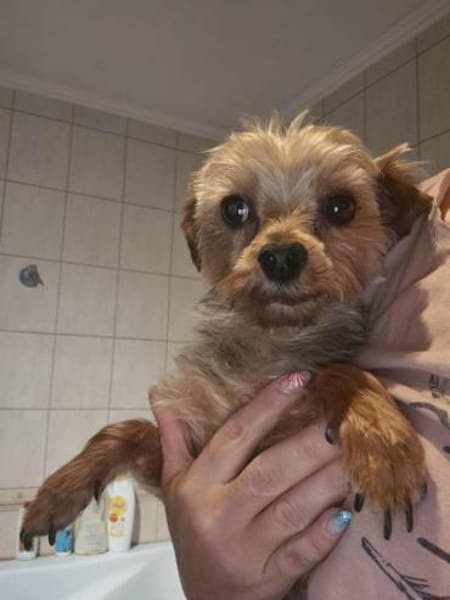 Kopi 7,5 -jähriger Yorki sucht Streichel