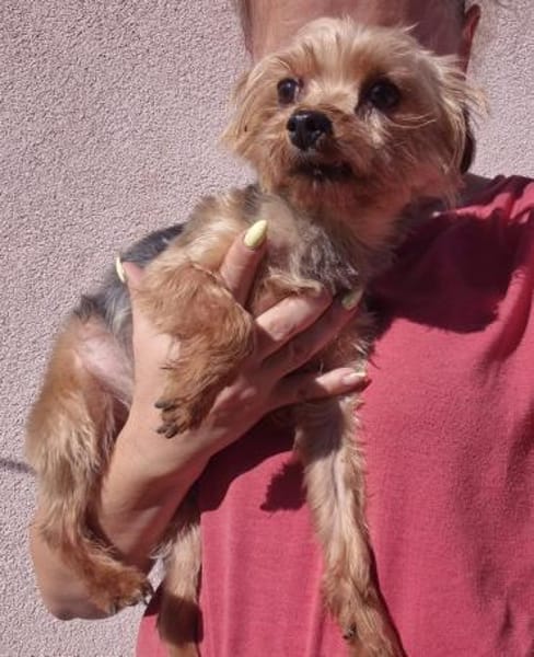 Kopi 7,5 -jähriger Yorki sucht Streichel