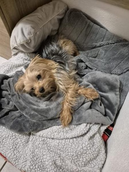 Kopi 7,5 -jähriger Yorki sucht Streichel