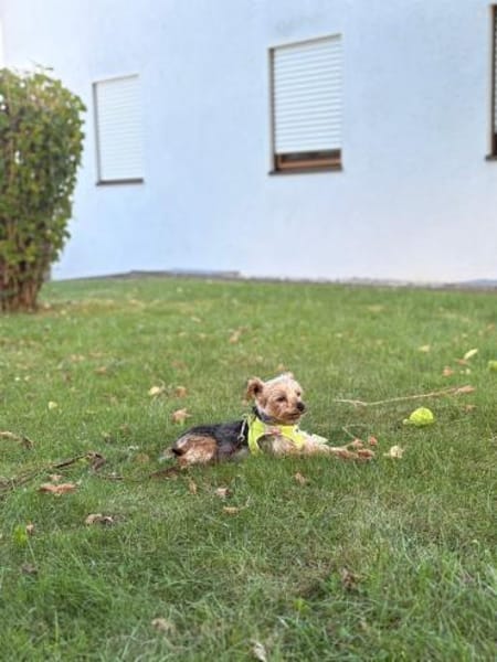 Kopi 7,5 -jähriger Yorki sucht Streichel