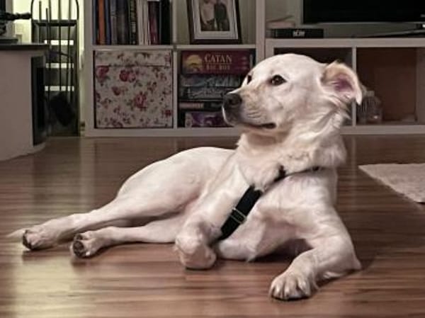 wer gibt Sunny ein Zuhause?