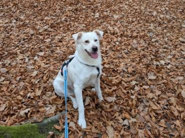 wer gibt Sunny ein Zuhause?