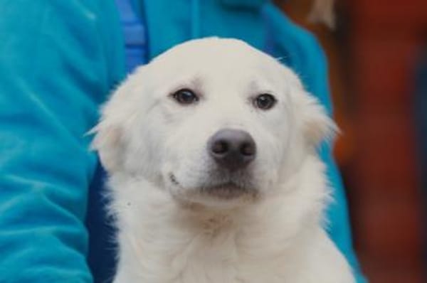 wer gibt Sunny ein Zuhause?