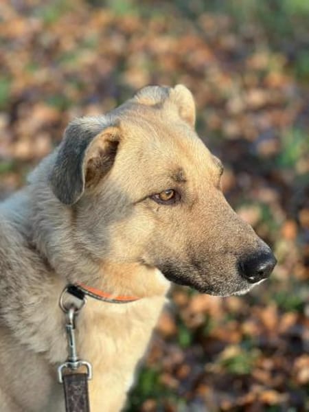 GRIMOU * toller Typ für Erfahrene