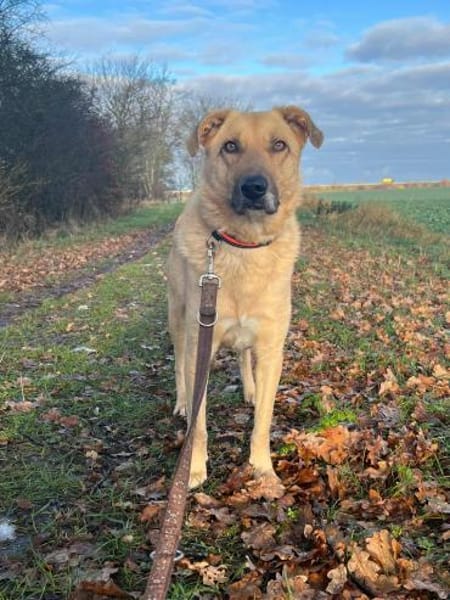 GRIMOU * toller Typ für Erfahrene