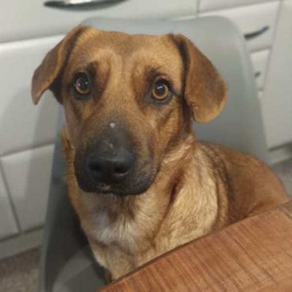 Dunna ein Engel auf vier Pfoten