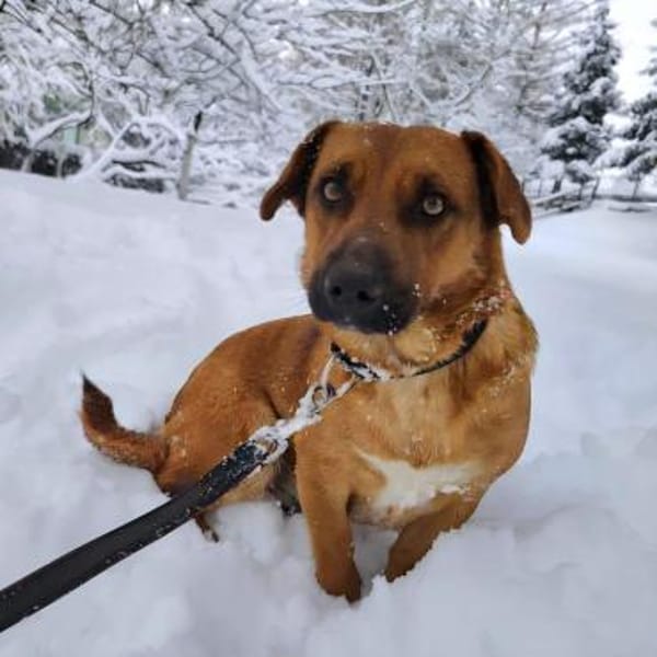 Dunna ein Engel auf vier Pfoten