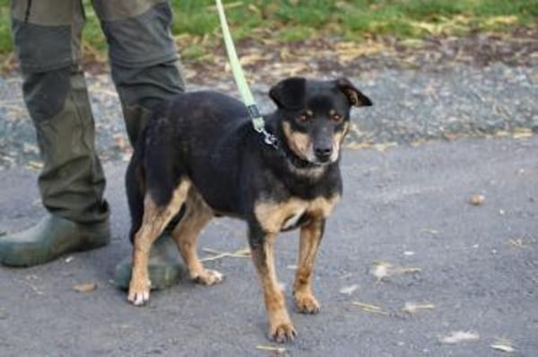 Tim - zutraulicher, kleiner Rüde