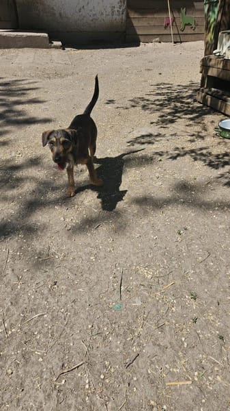 Liebenswerte Rica wartet