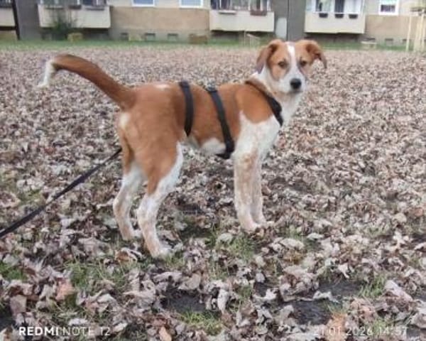 Süßer Eddi🌺 sucht liebevolles Zuhause