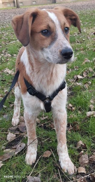 Süßer Eddi🌺 sucht liebevolles Zuhause