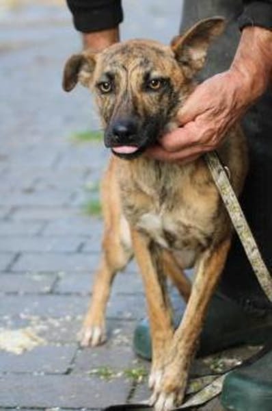 Kiwi - fröhlich u. zutraulich