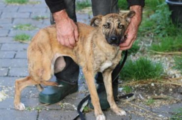 Kiwi - fröhlich u. zutraulich