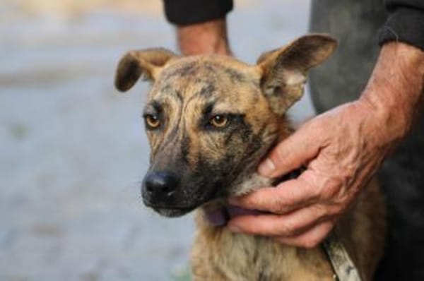 Kiwi - fröhlich u. zutraulich