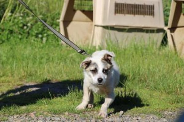 Pinti - goldiger, kleiner Jungrüde